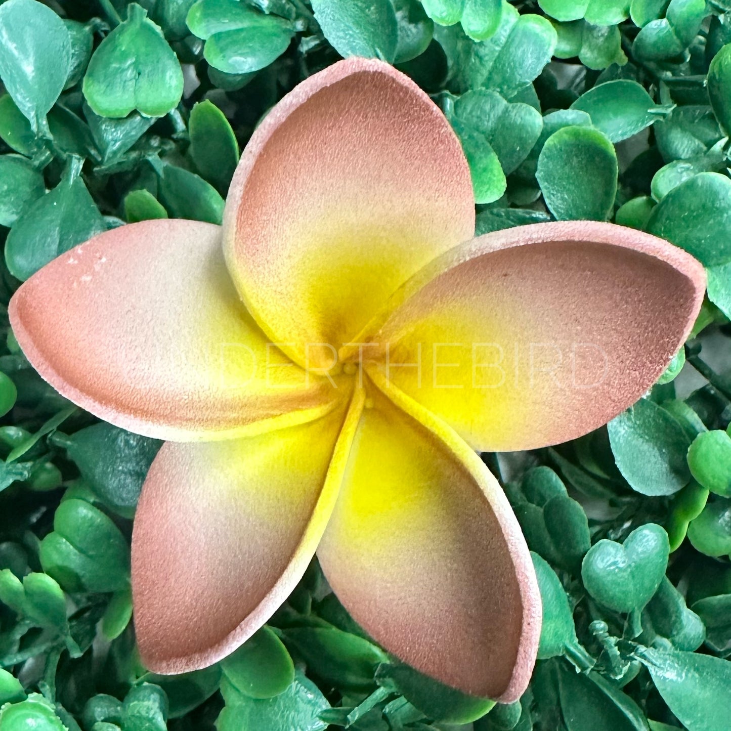 Mini Frangipani Flower Sei 5cm