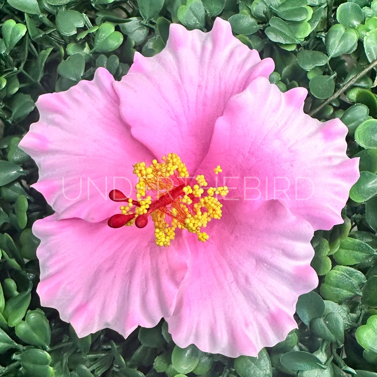 Sina Hibiscus Sei