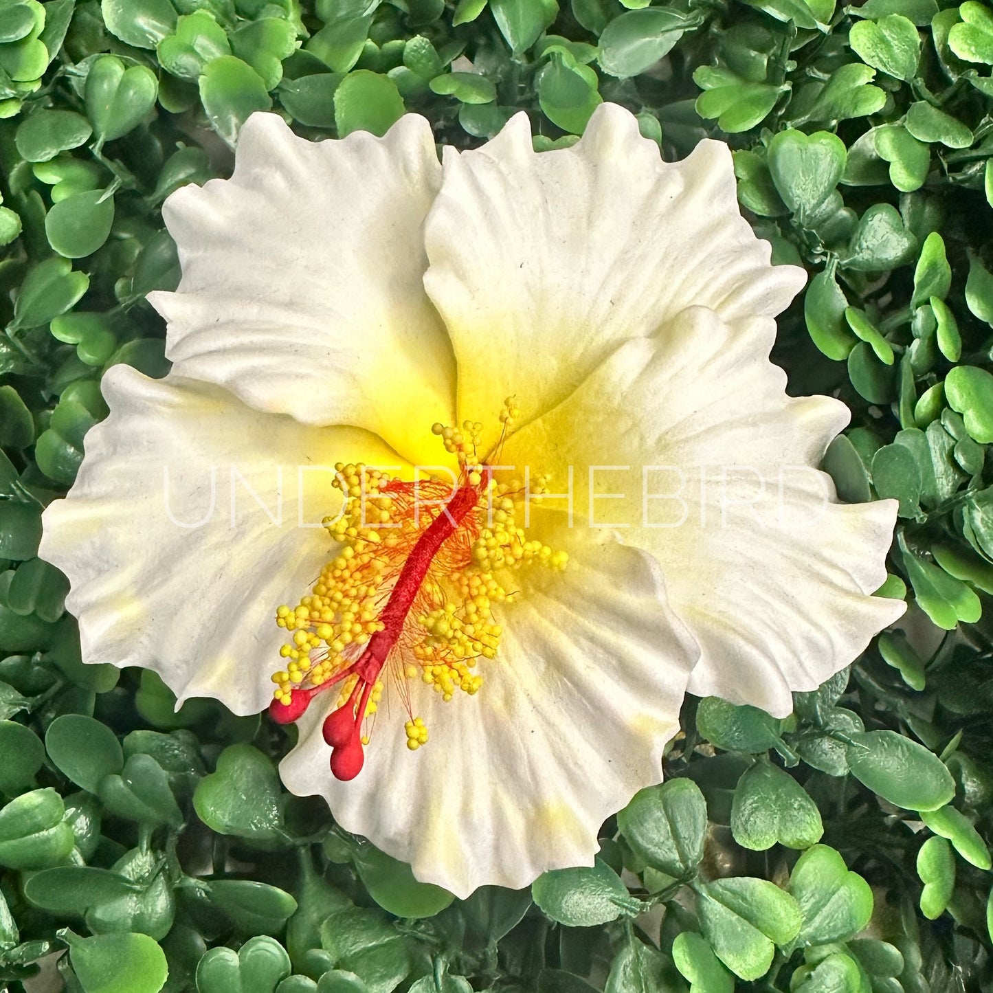 Sina Hibiscus Sei