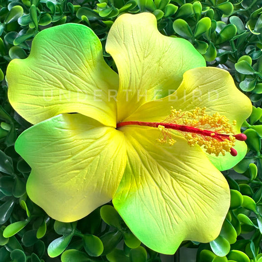 Aaliyah Hibiscus Sei 10cm