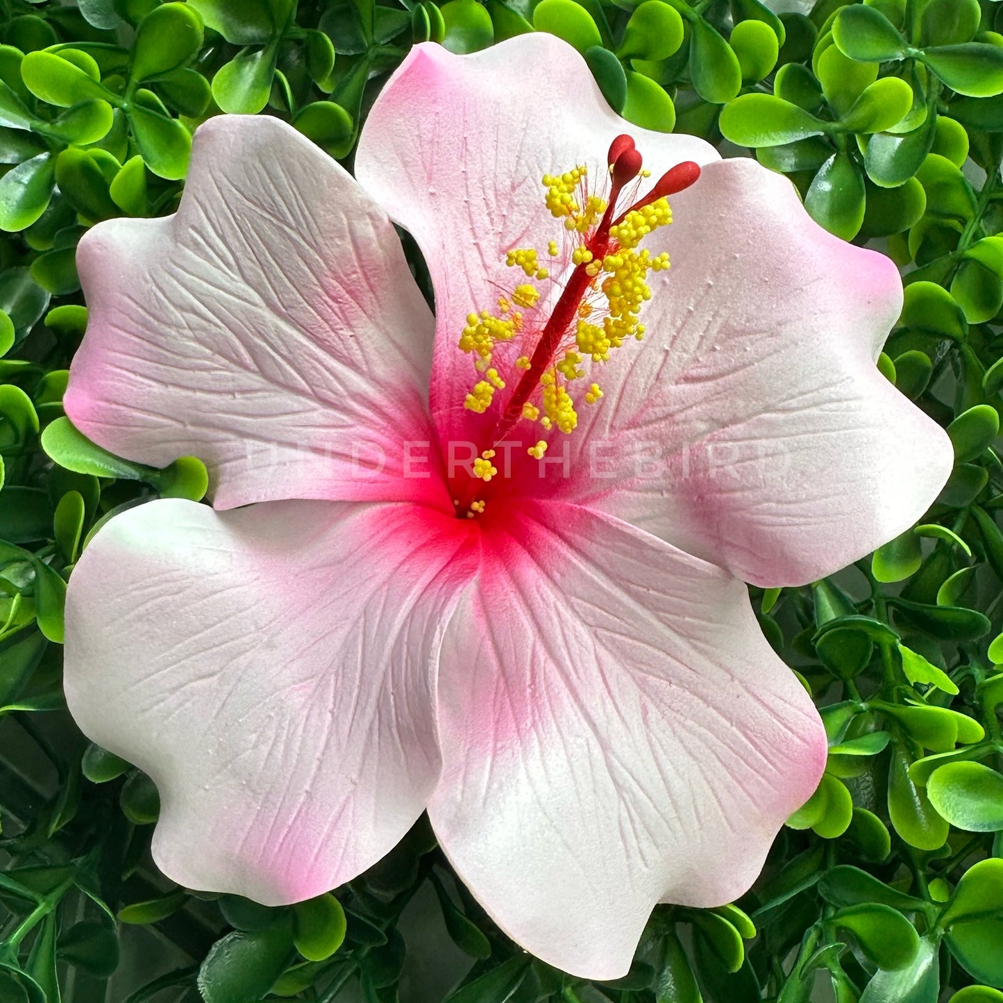 Aaliyah Hibiscus Sei 10cm