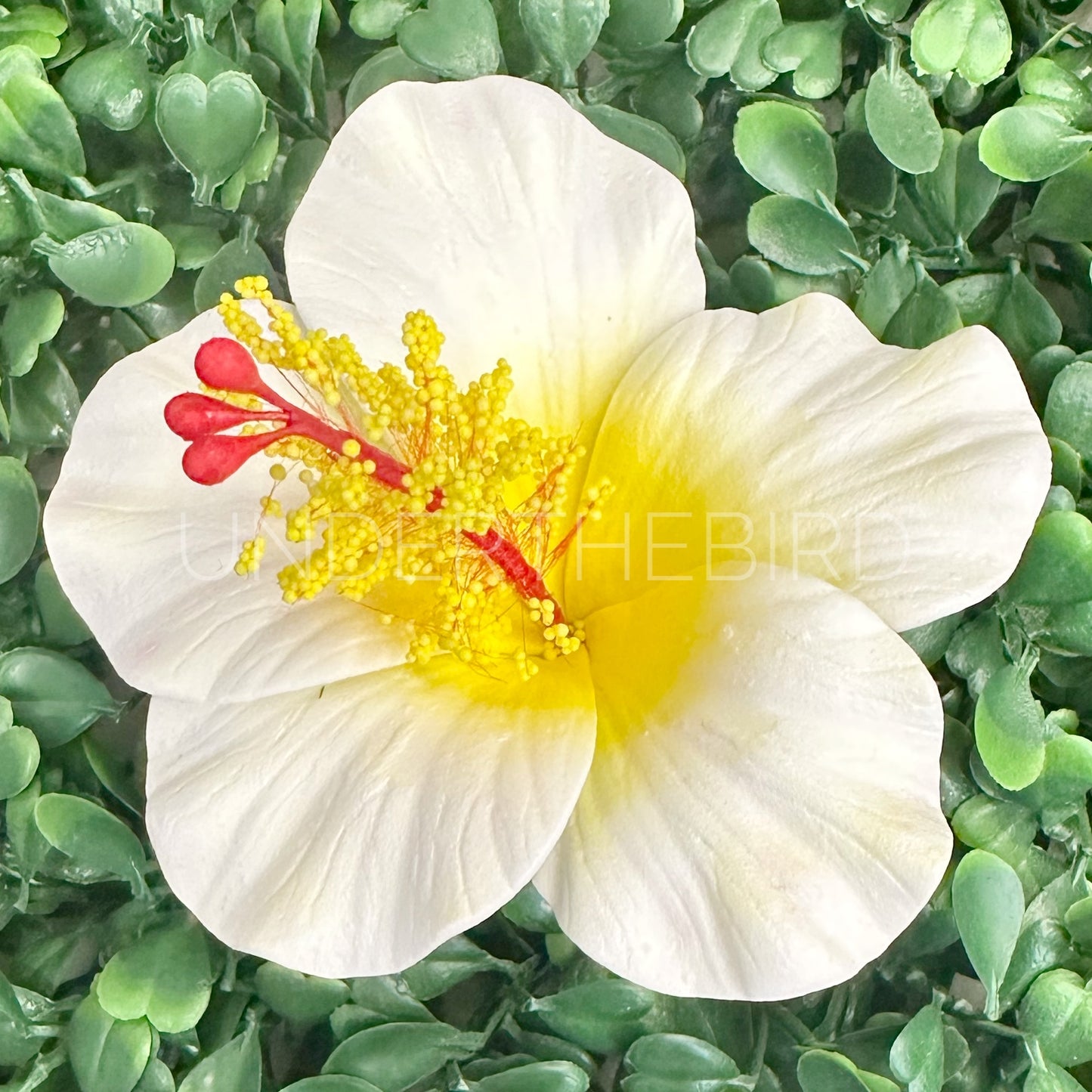 Hibiscus Flower Sei 9cm