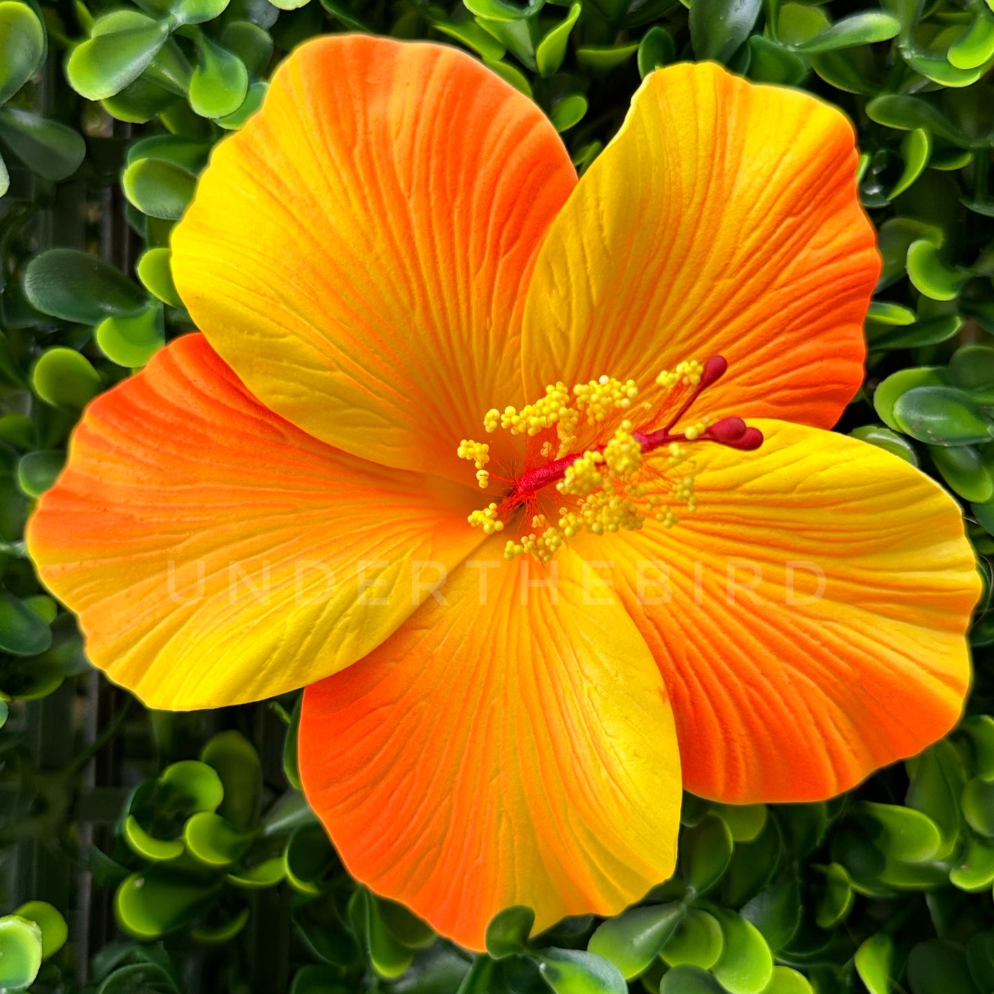 Luisa Hibiscus Sei