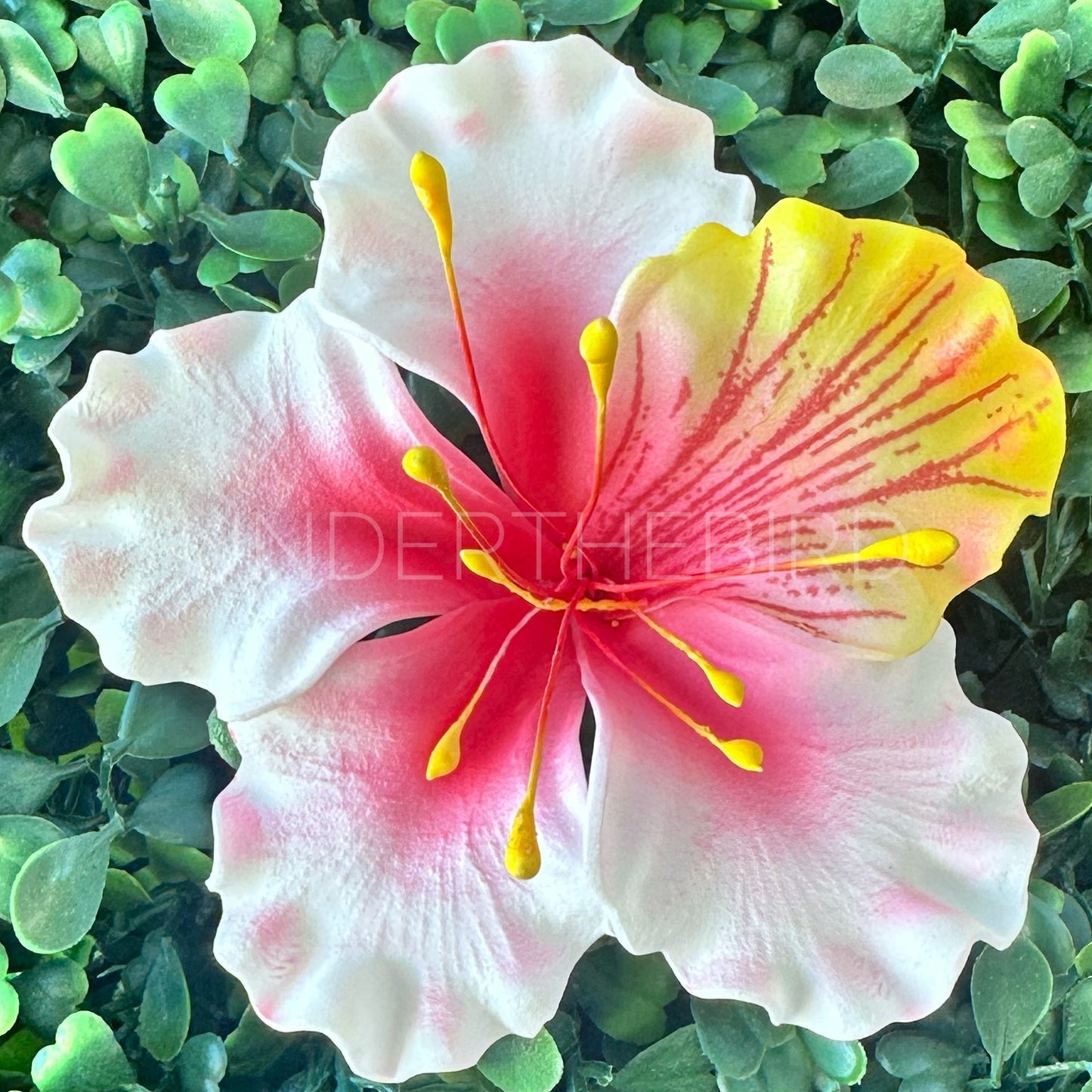 O’hai Ali’i Flower Sei 8cm