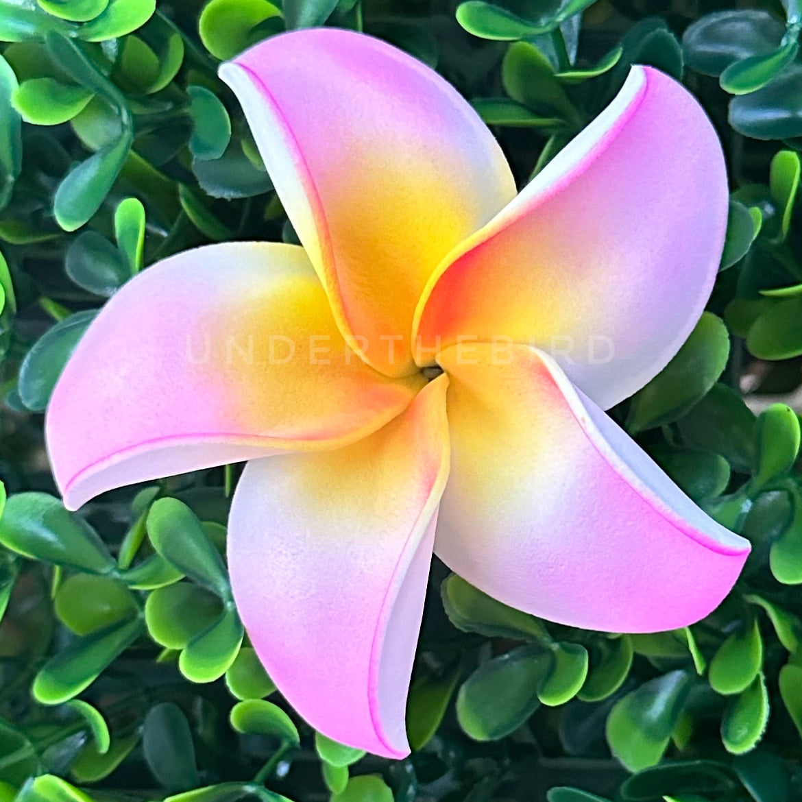 Frangipani Flower Sei