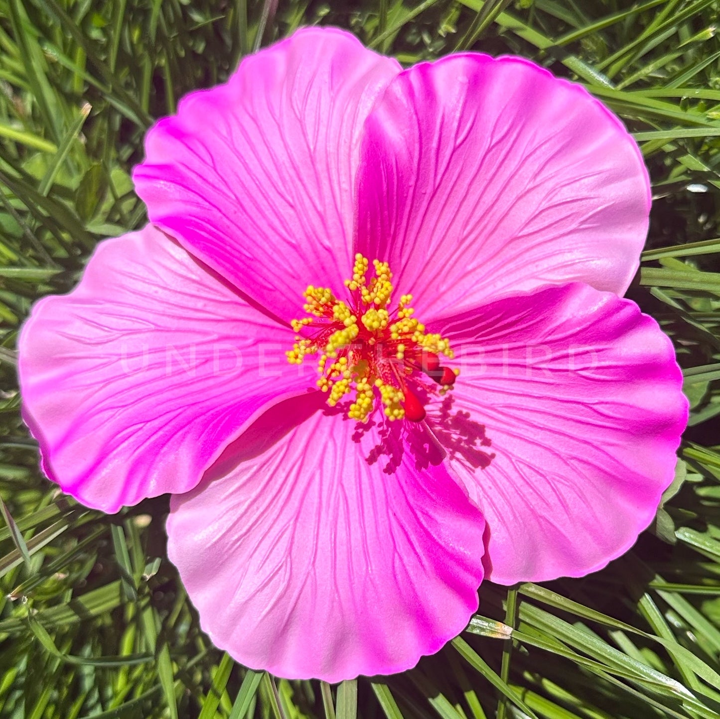 Tali Hibiscus Sei