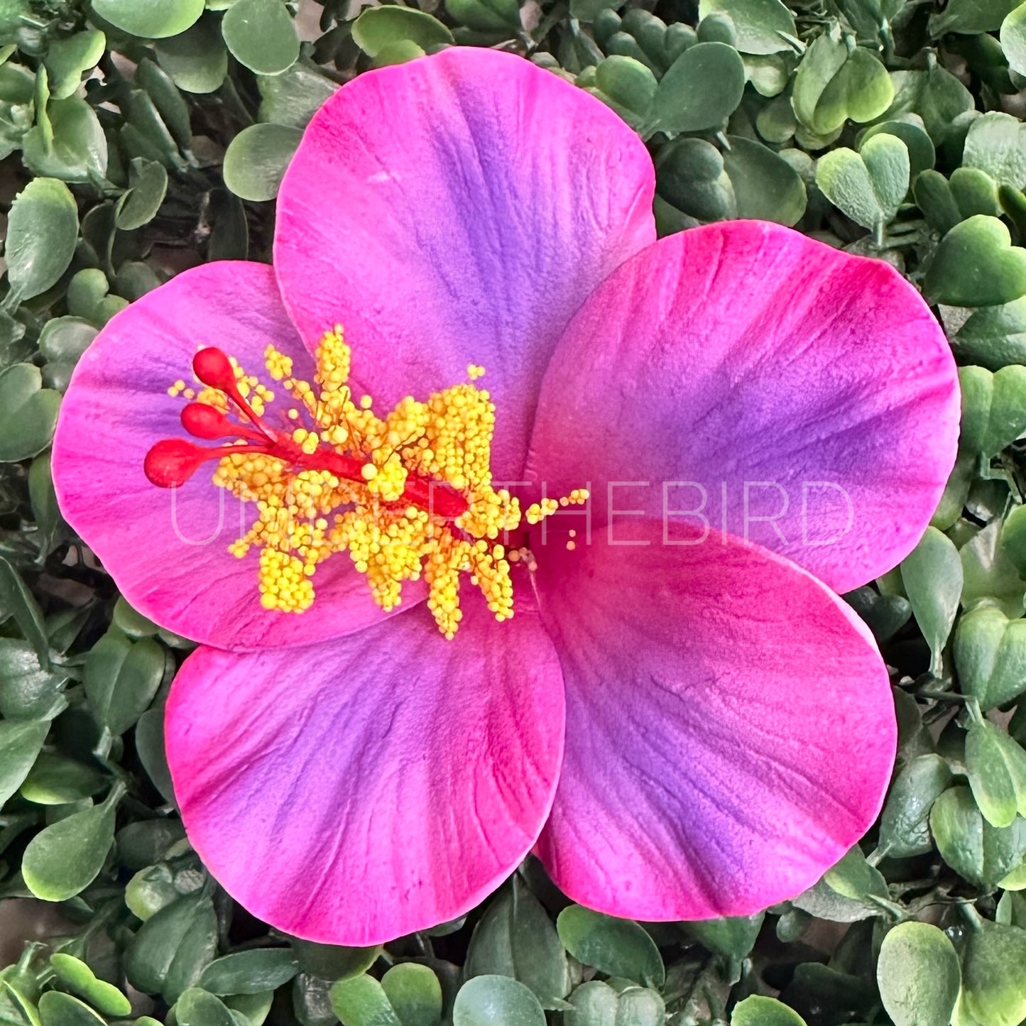Hibiscus Flower Sei 9cm