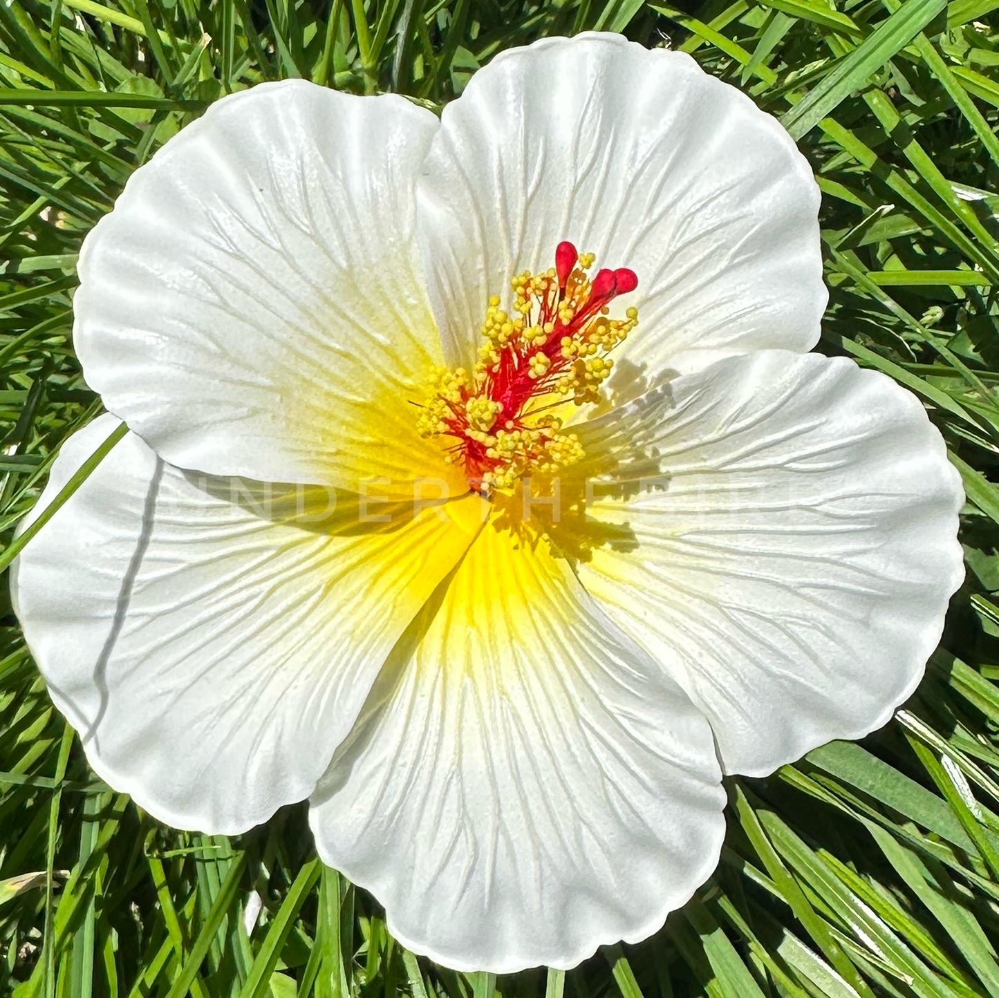 Tali Hibiscus Sei