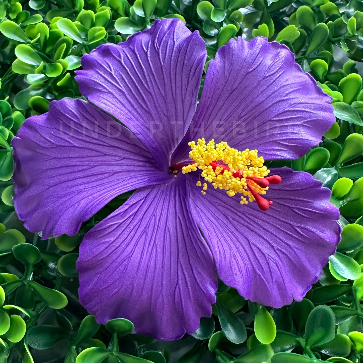 Nimo Hibiscus Sei 10cm