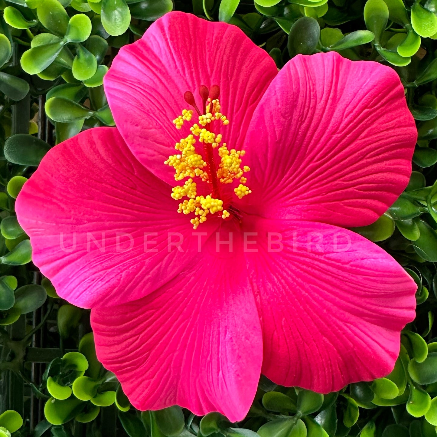 Luisa Hibiscus Sei