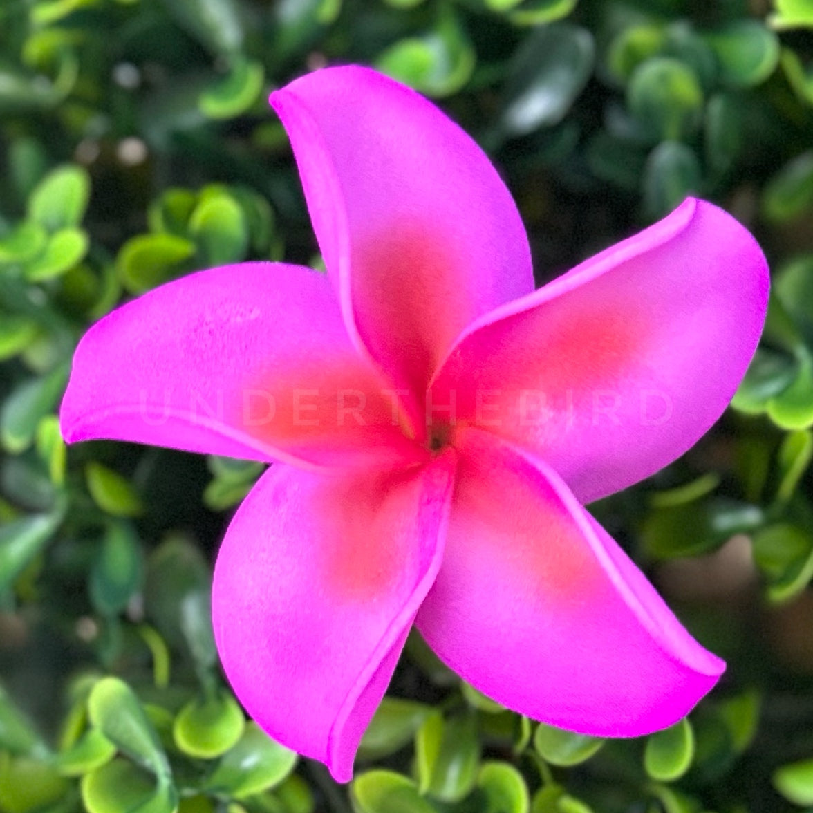 Frangipani Flower Sei