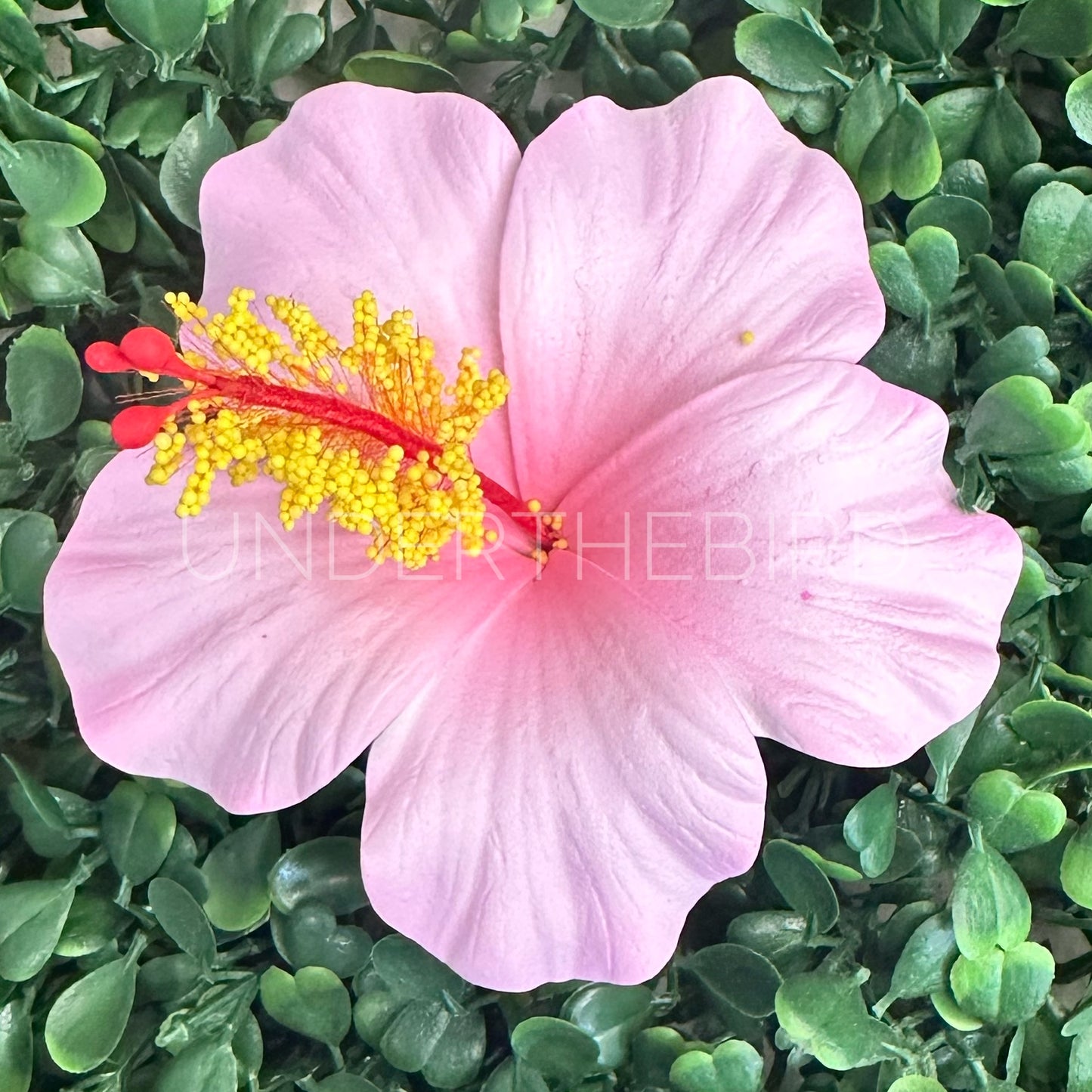 Hibiscus Flower Sei 9cm