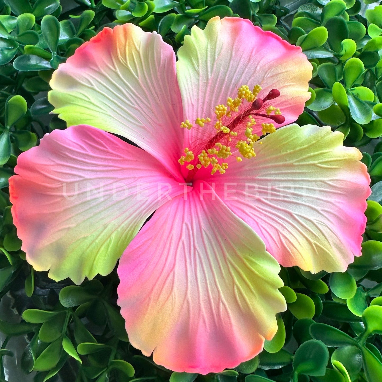 Nimo Hibiscus Sei 10cm