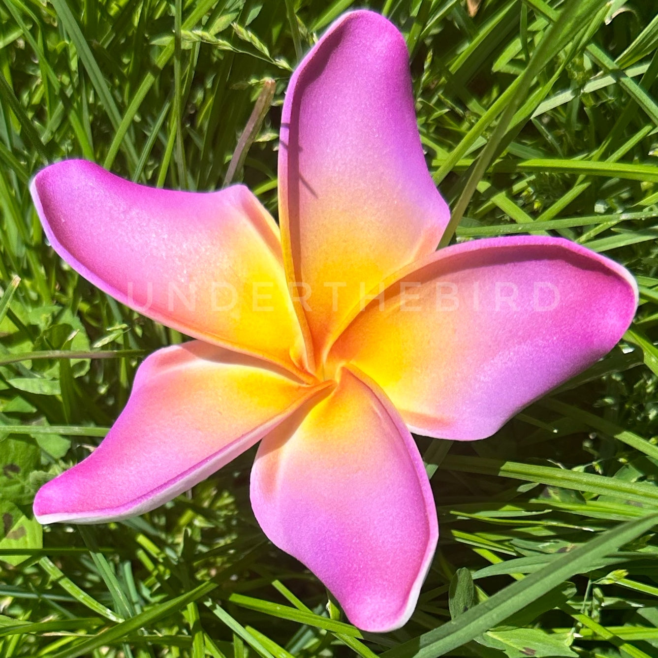 Tifa Frangipani Sei