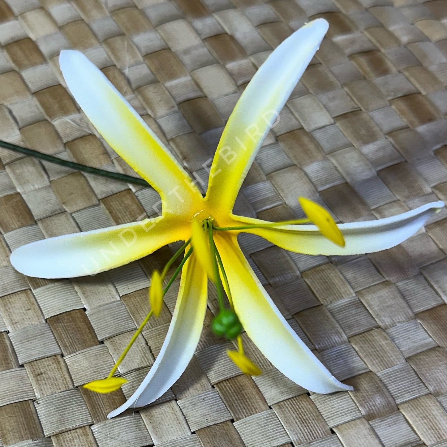 Spider Lily Sei