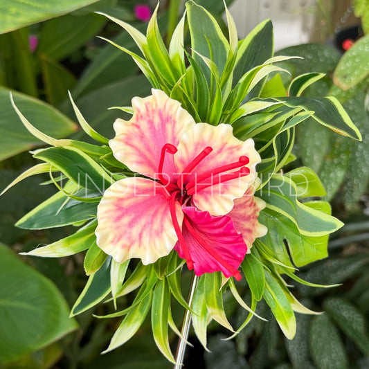 Poinciana Flower Clip