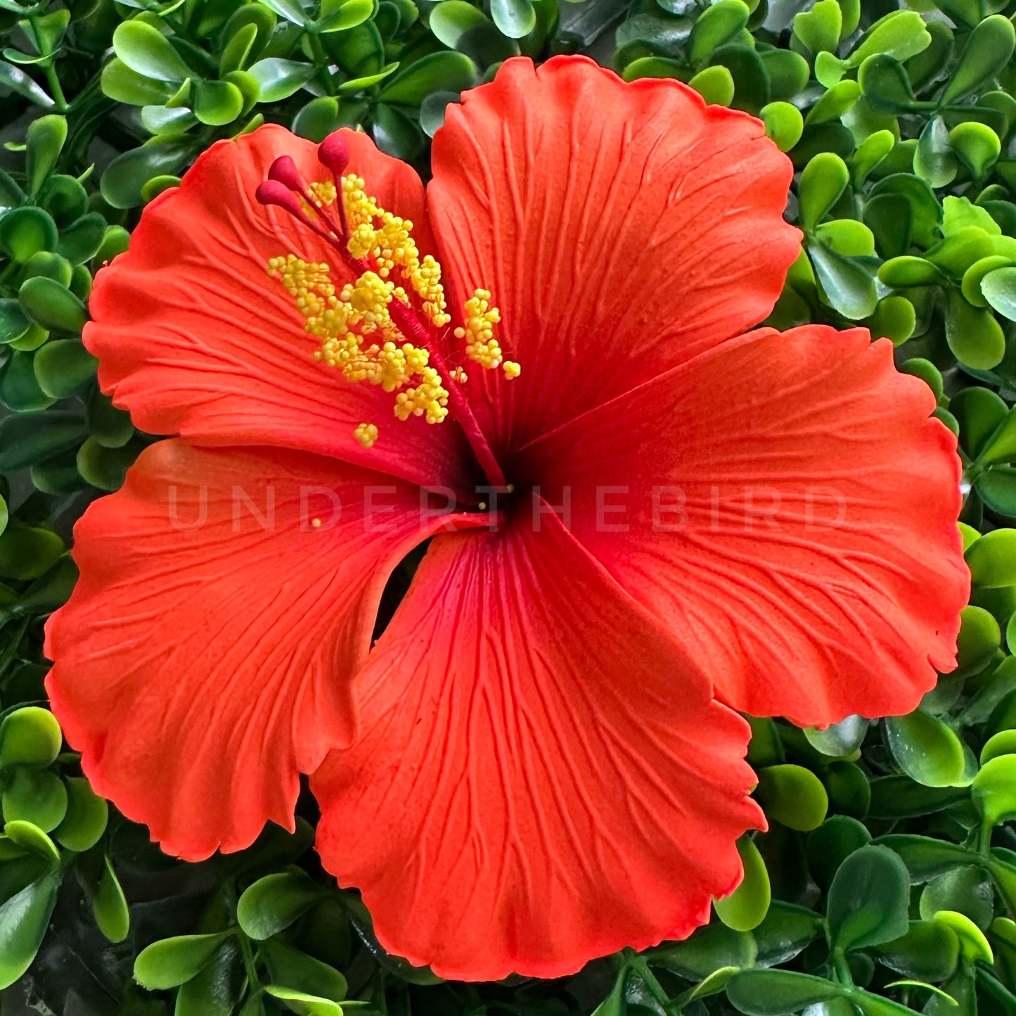 Nimo Hibiscus Sei 10cm