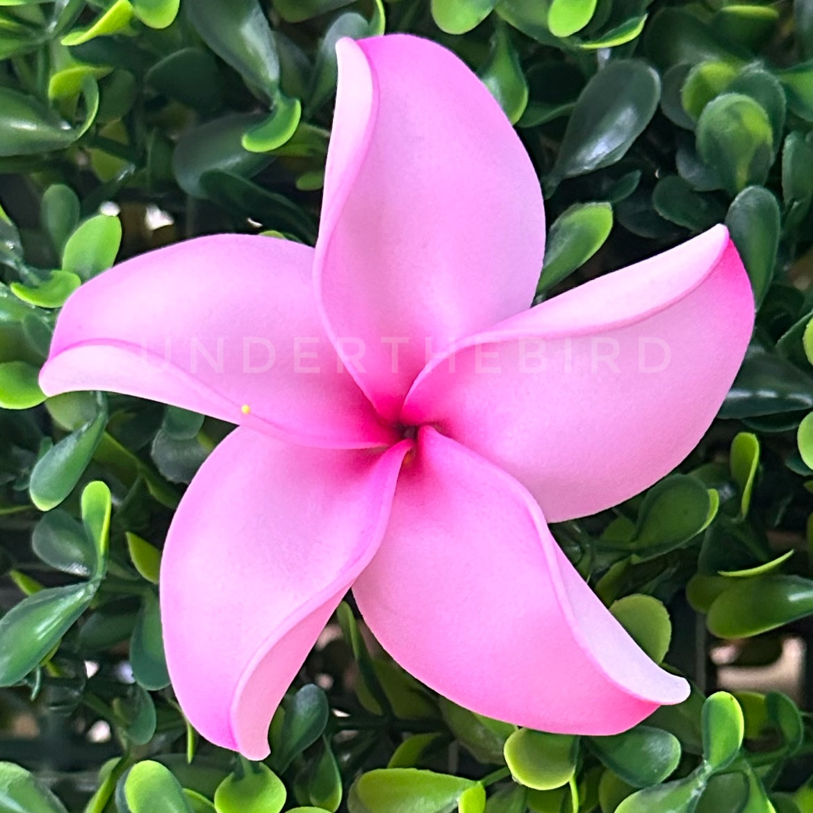 Frangipani Flower Sei