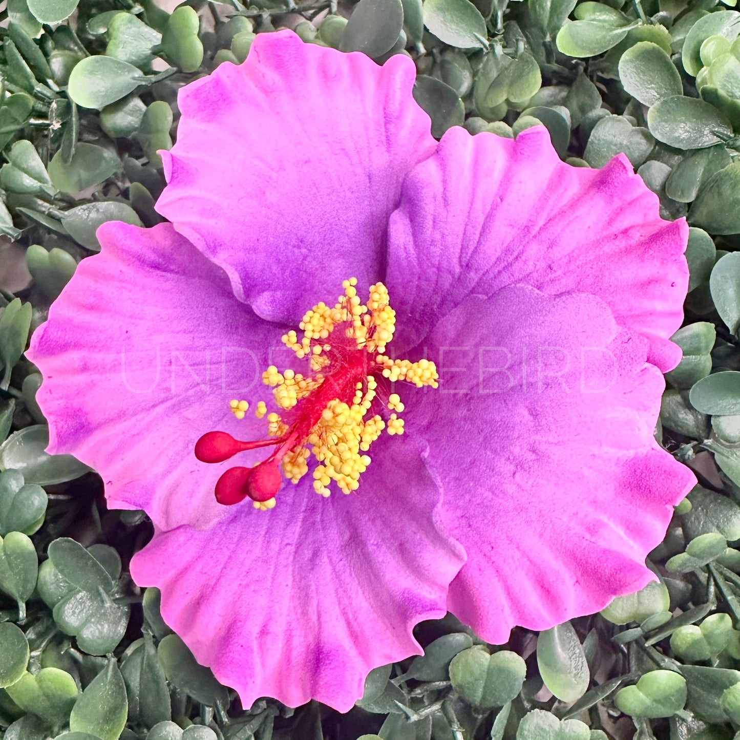 Sina Hibiscus Sei