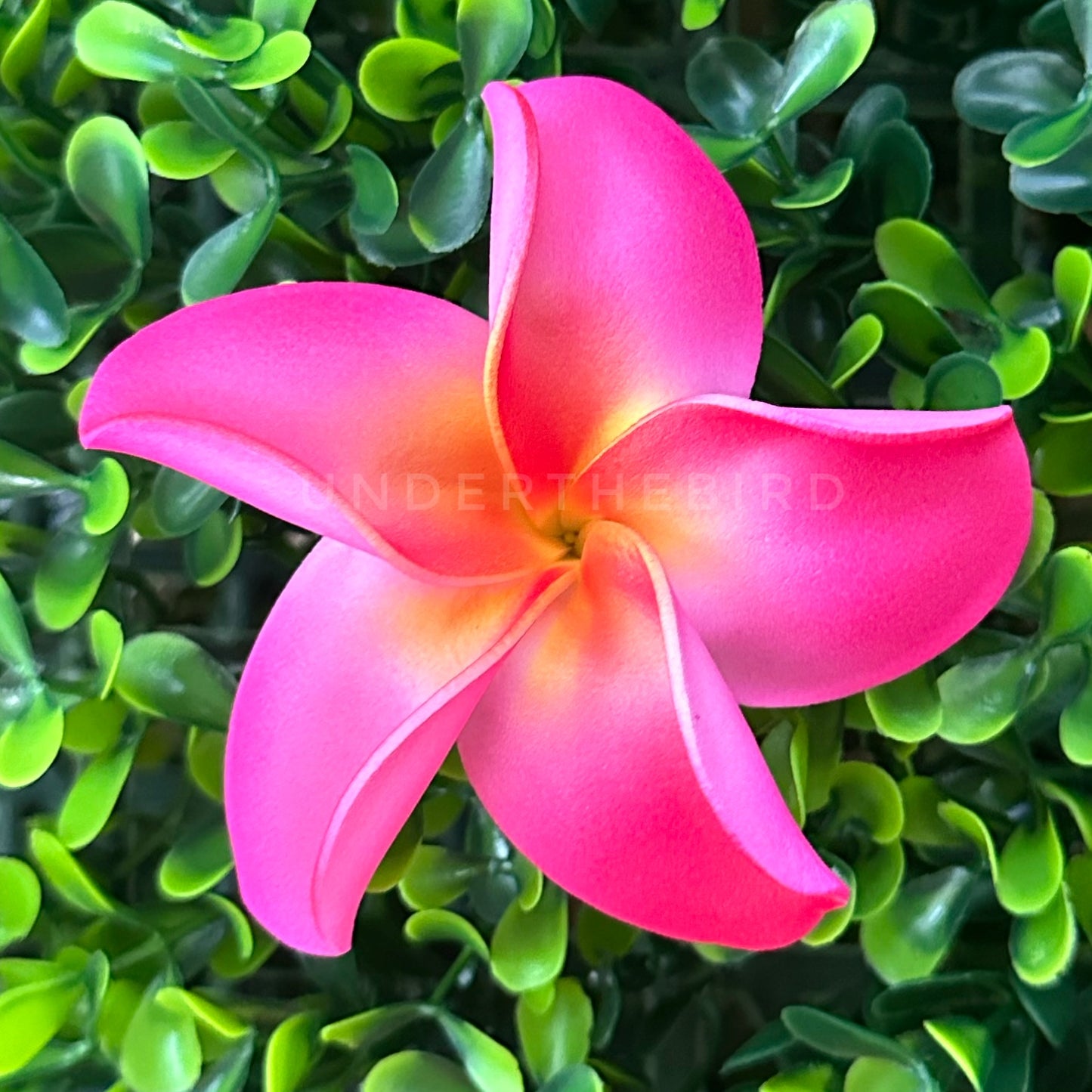 Frangipani Flower Sei