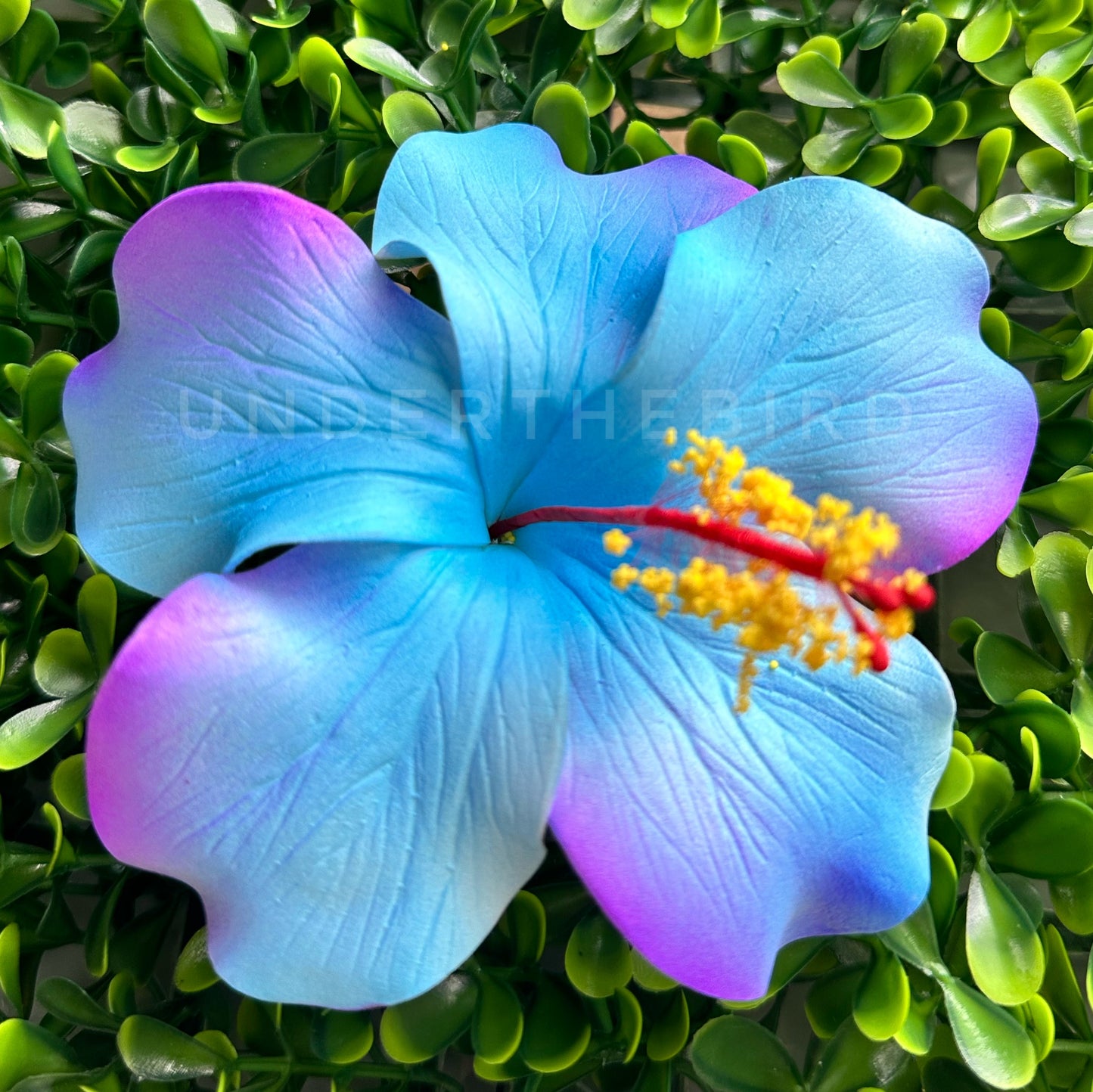 Aaliyah Hibiscus Sei 10cm