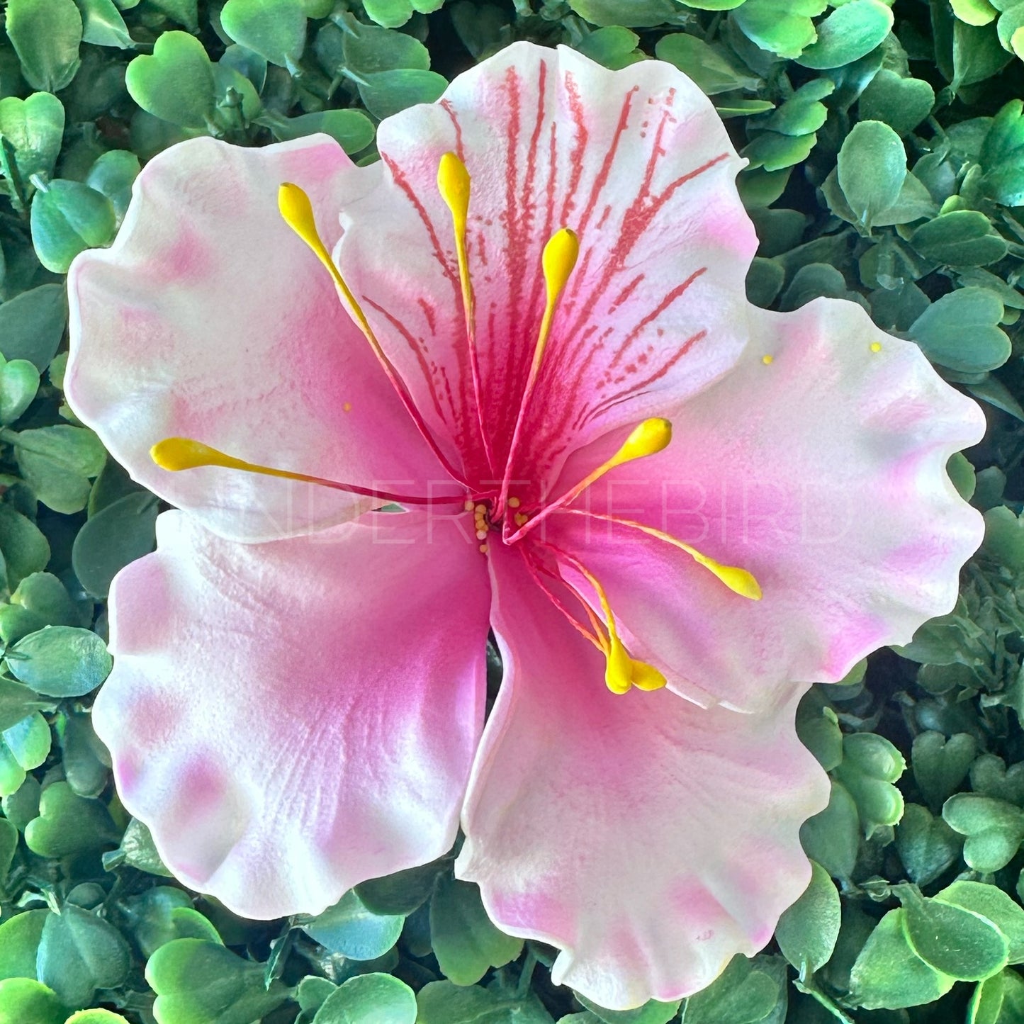 O’hai Ali’i Flower Sei 8cm