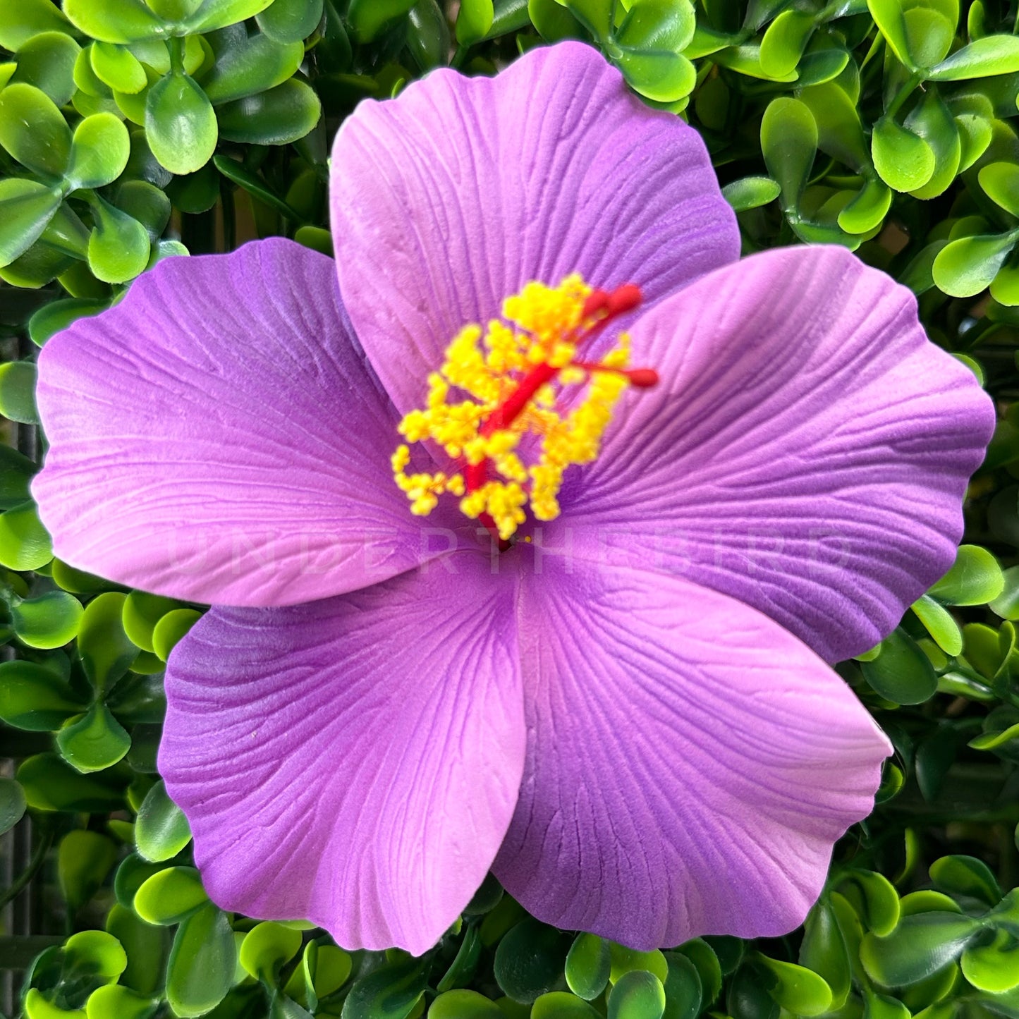 Luisa Hibiscus Sei