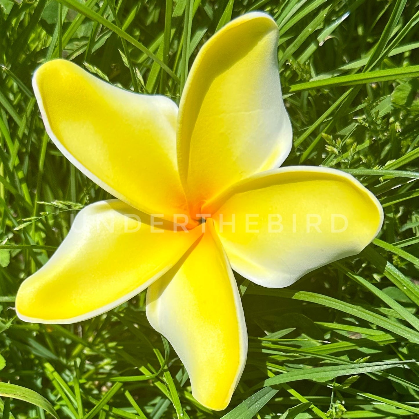 Tifa Frangipani Sei