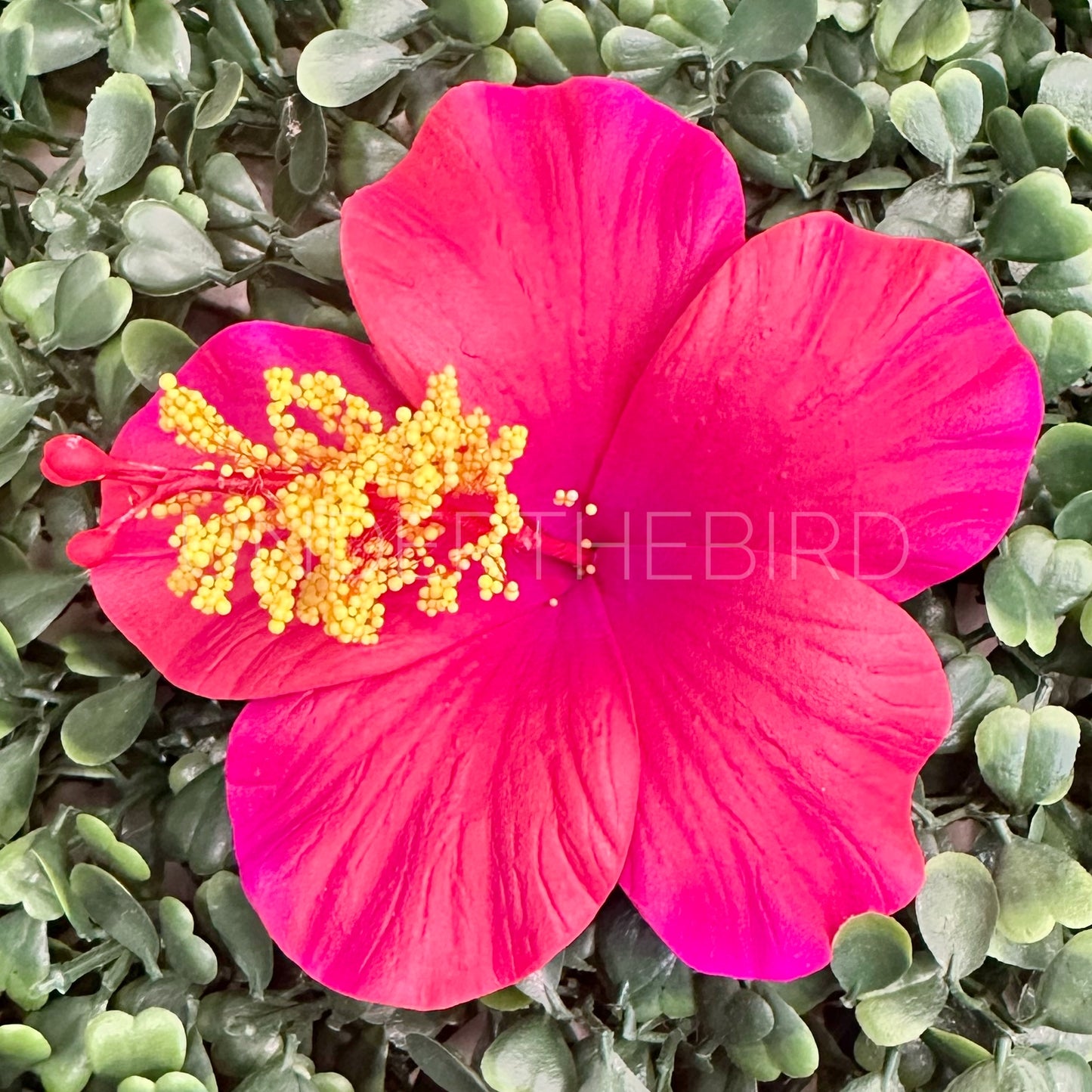 Hibiscus Flower Sei 9cm