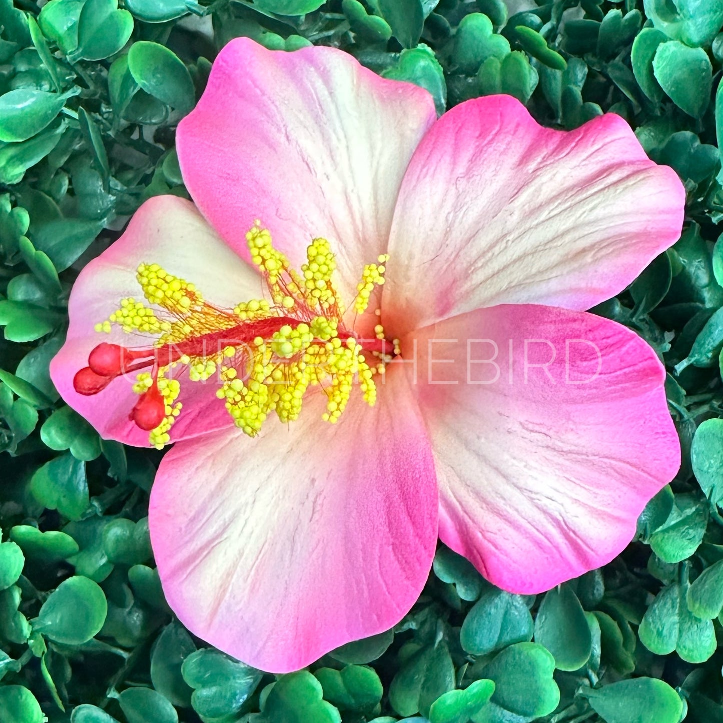 Hibiscus Flower Sei 9cm