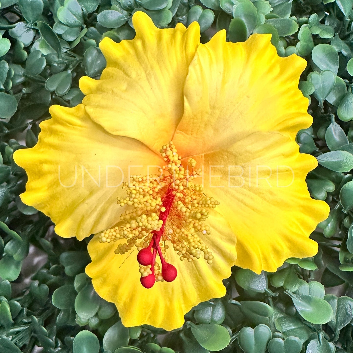 Sina Hibiscus Sei