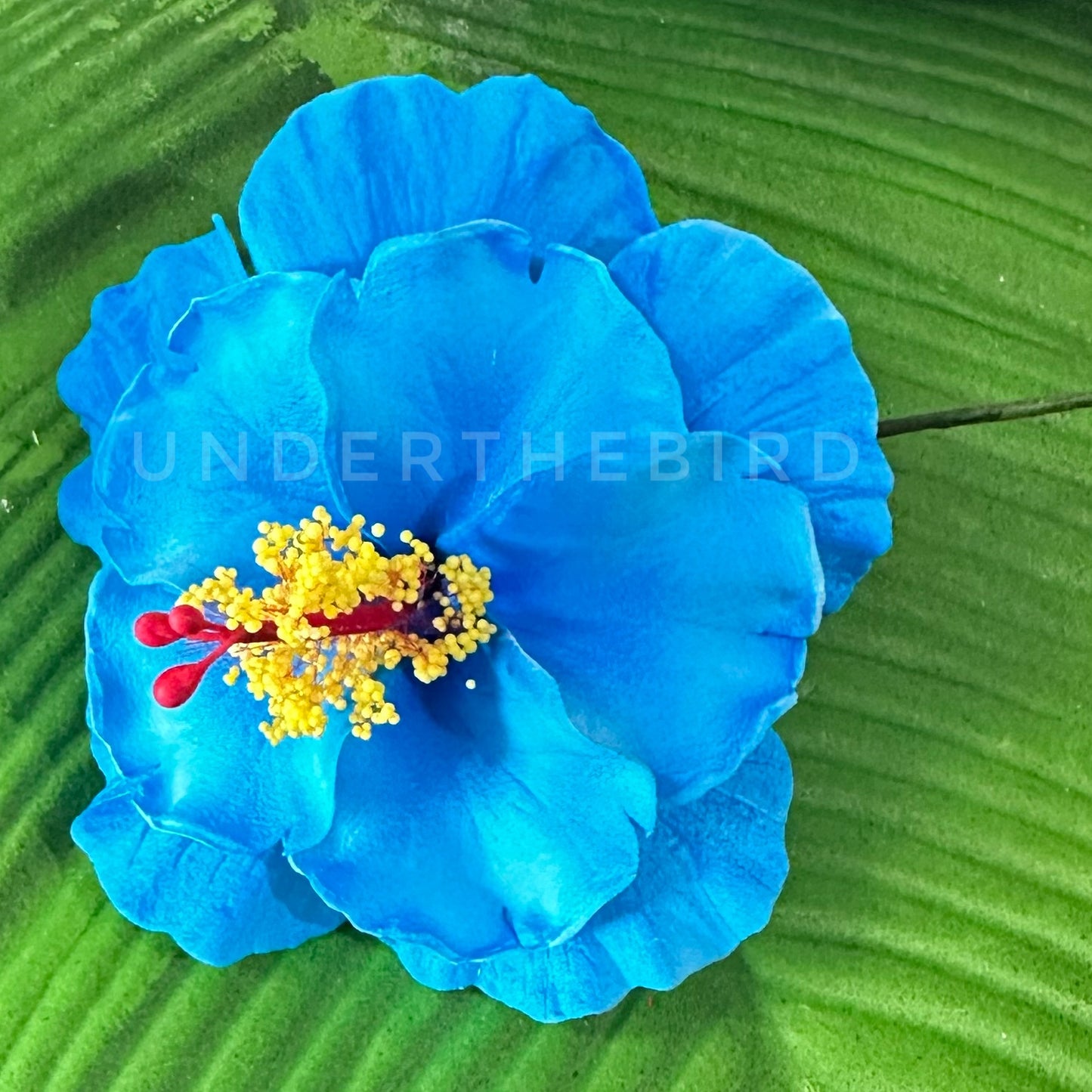 Premium Dbl Hibiscus Sei 9cm