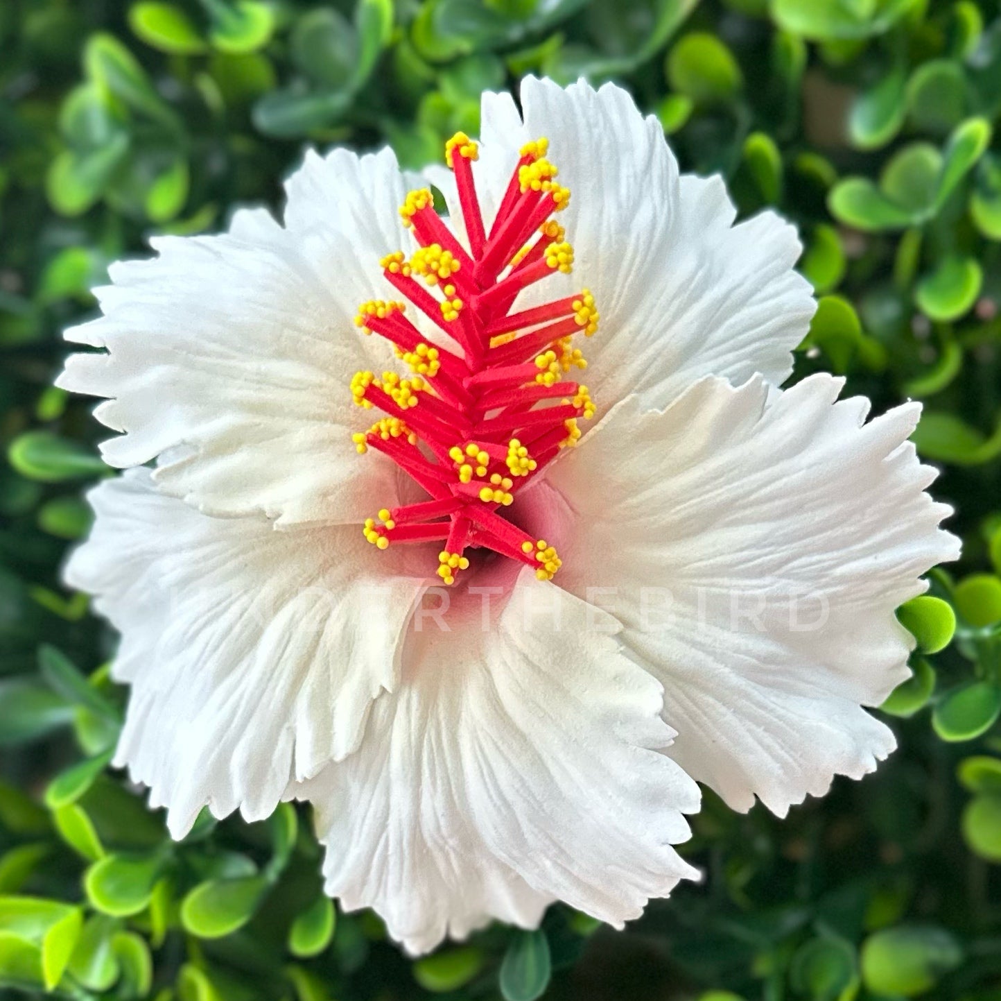 Kisa Hibiscus Sei