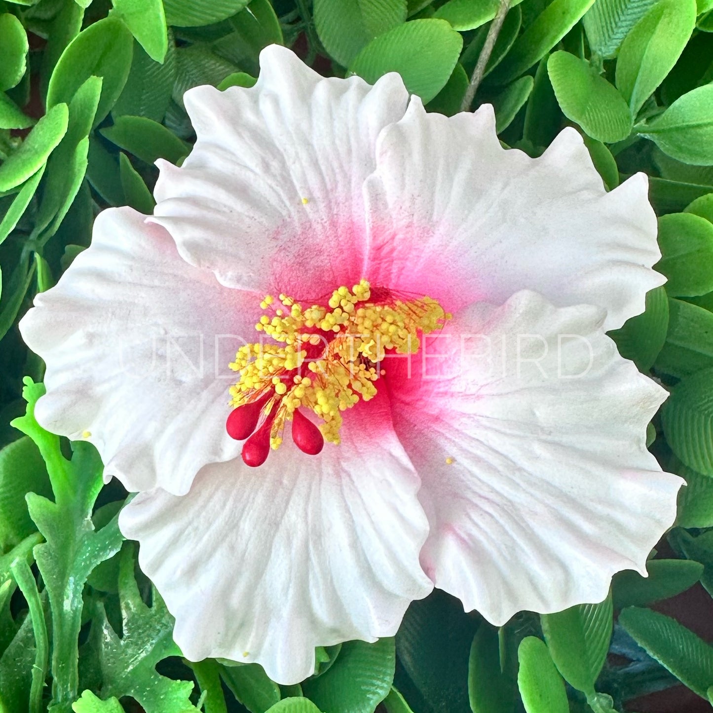 Sina Hibiscus Sei