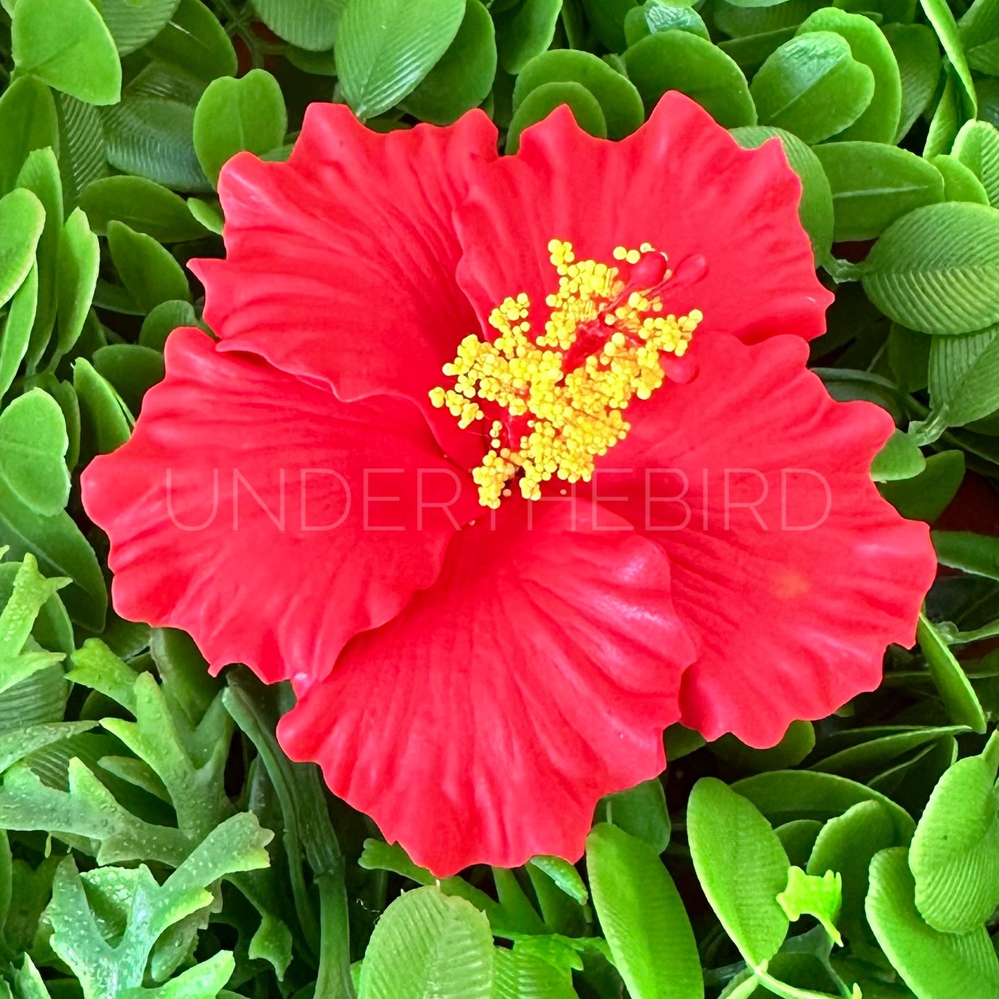 Sina Hibiscus Sei