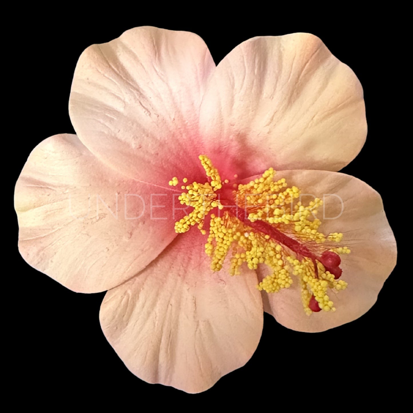 Rona Hibiscus Flower Sei 9cm