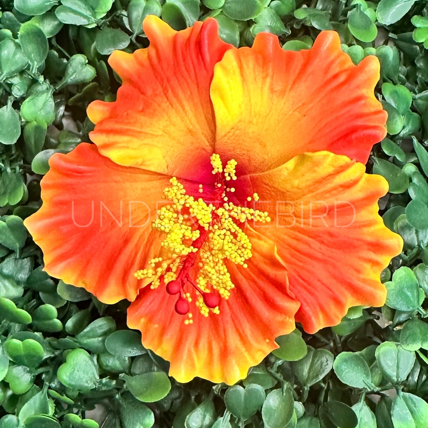 Sina Hibiscus Sei