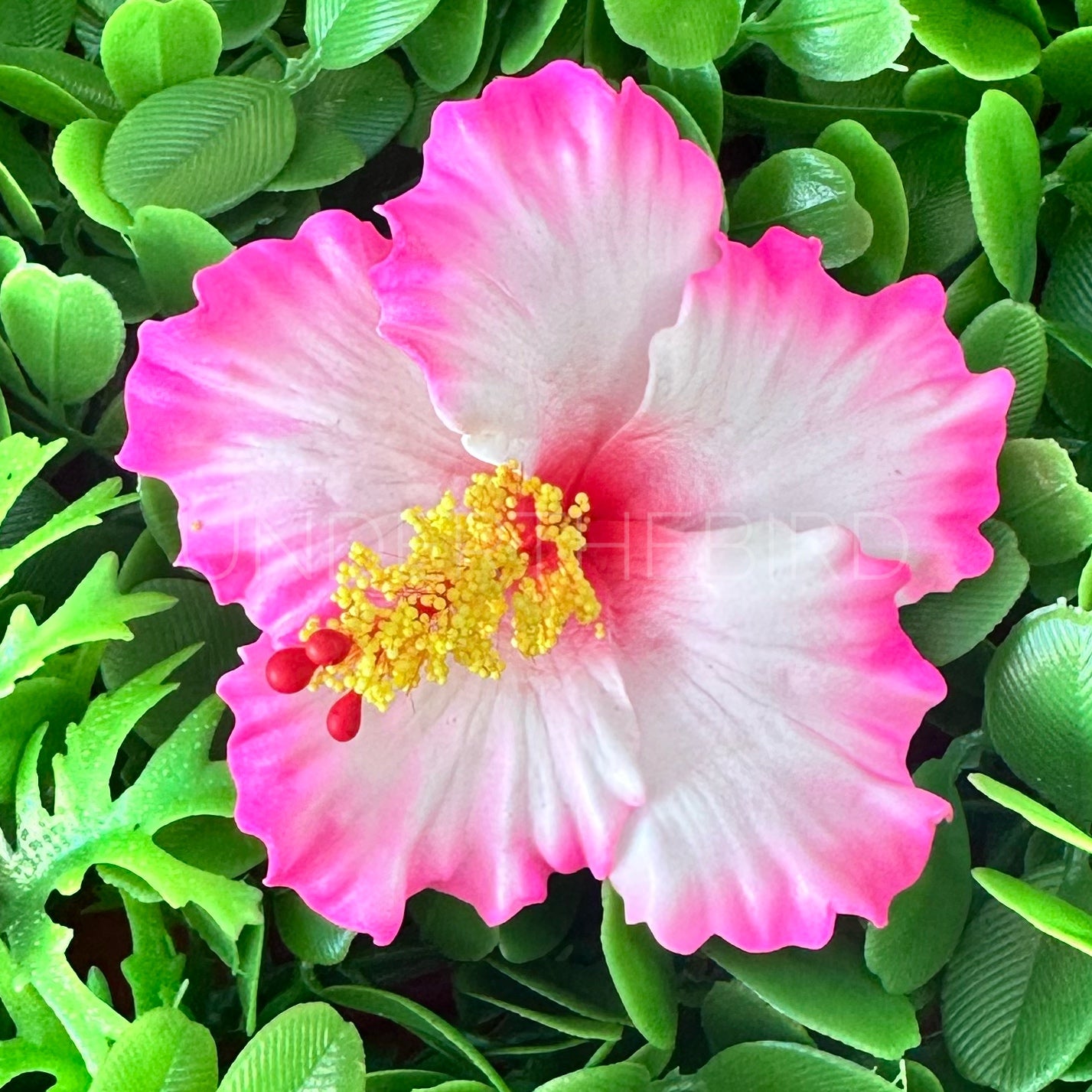 Sina Hibiscus Sei