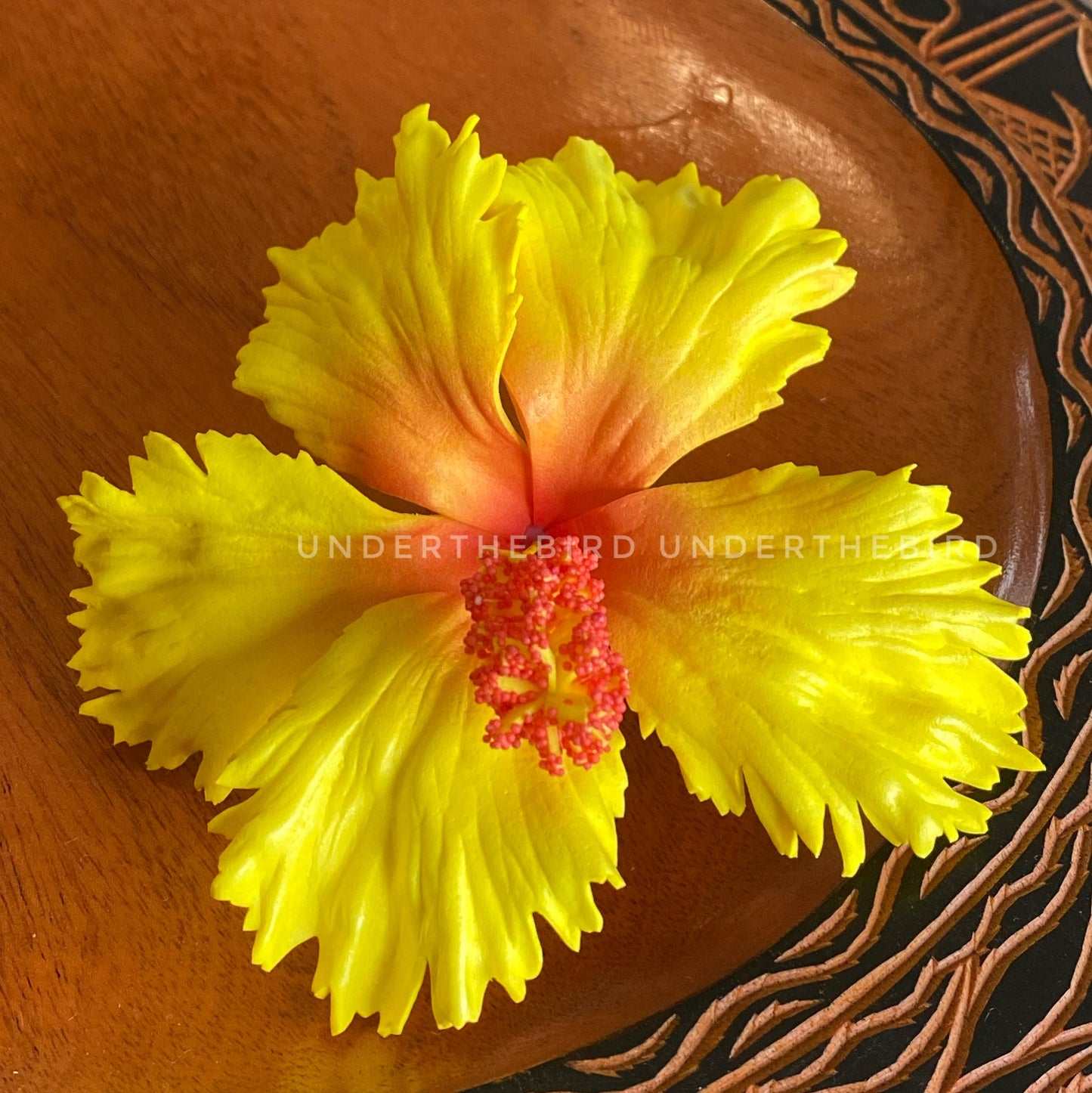 Kisa Hibiscus Sei