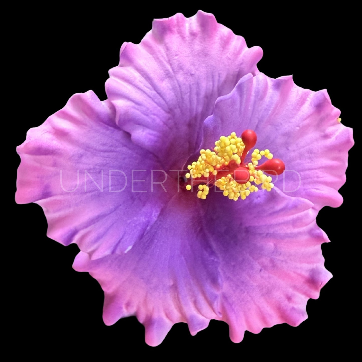 Sina Hibiscus Sei