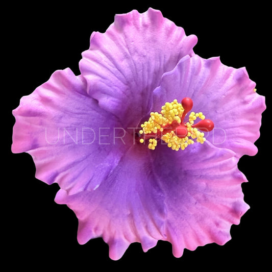 Sina Hibiscus Sei