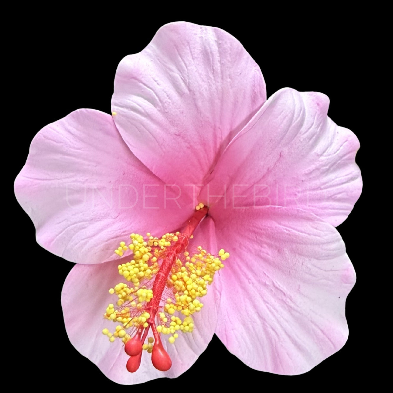 Rona Hibiscus Flower Sei 9cm