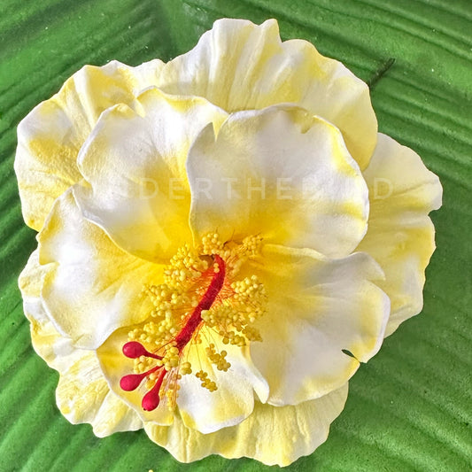 Premium Dbl Hibiscus Sei 9cm