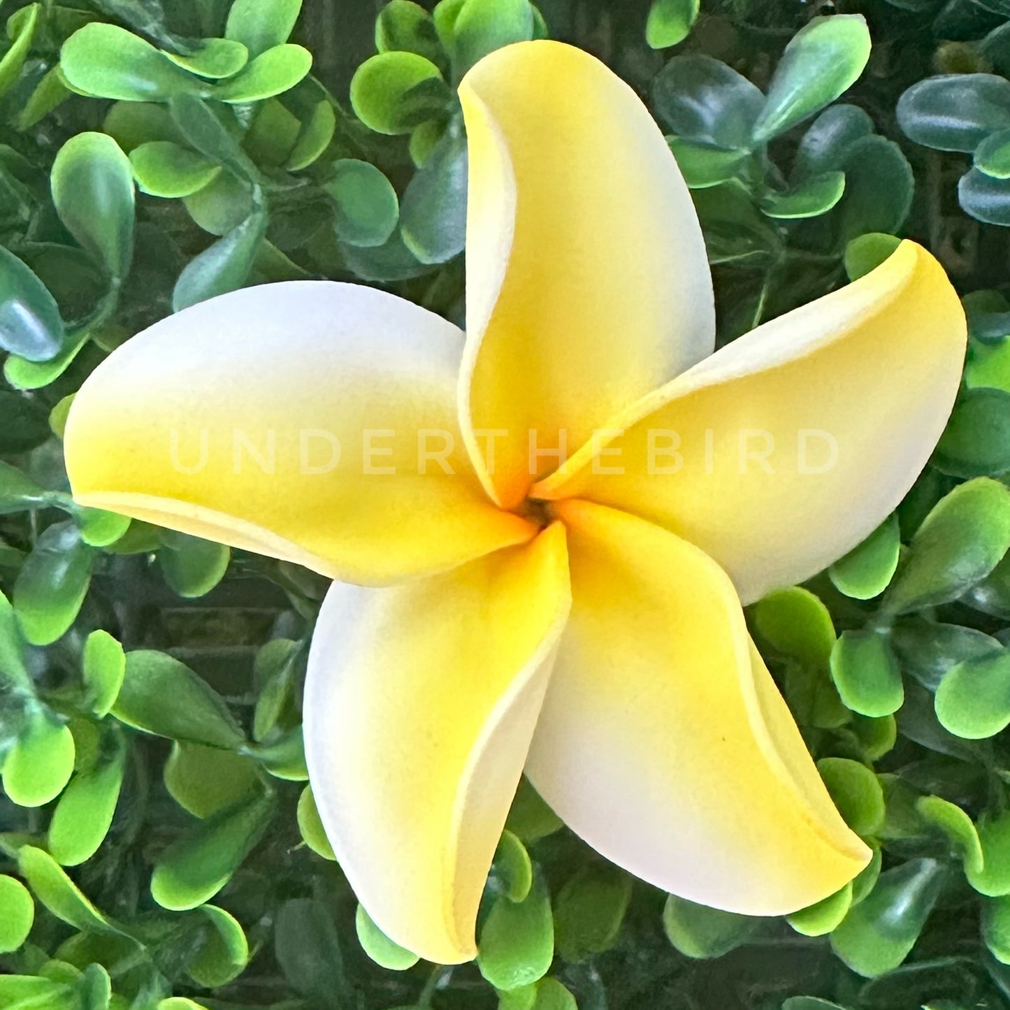 Frangipani Flower Sei