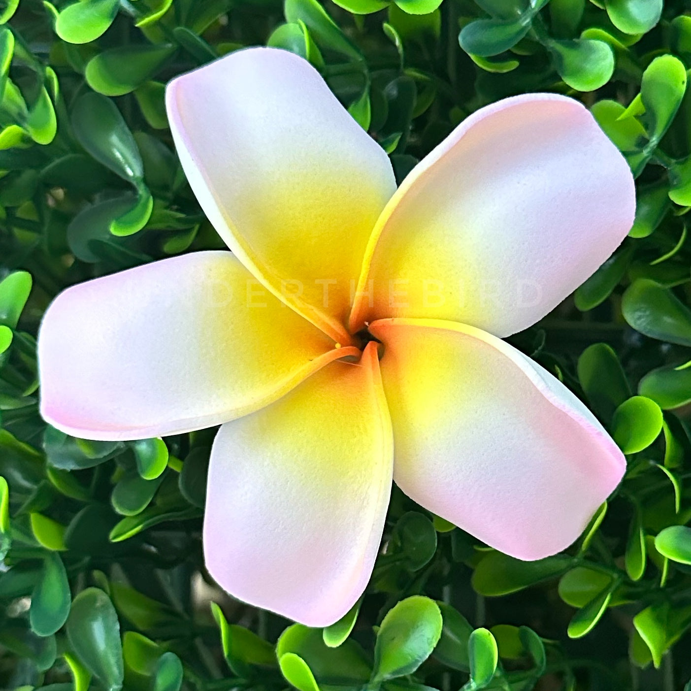 Frangipani Flower Sei