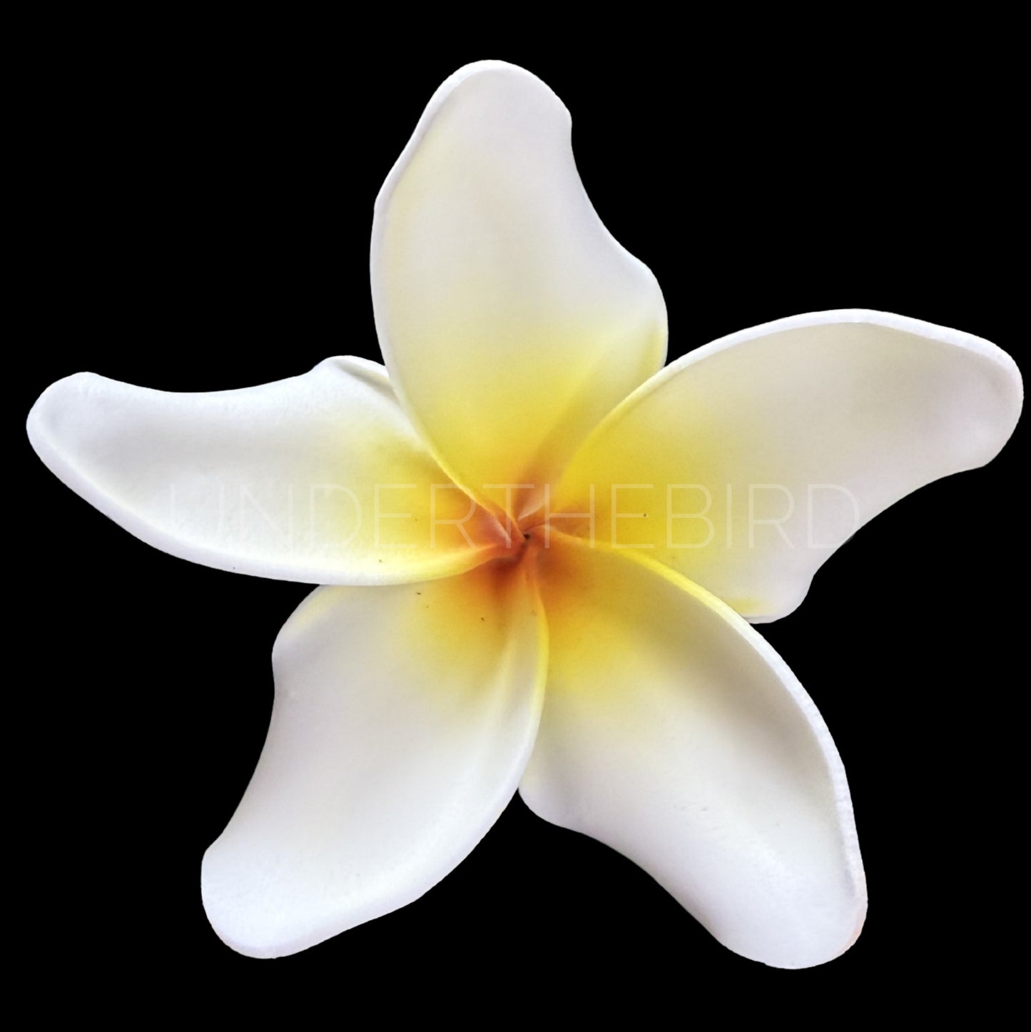 Tifa Frangipani Sei