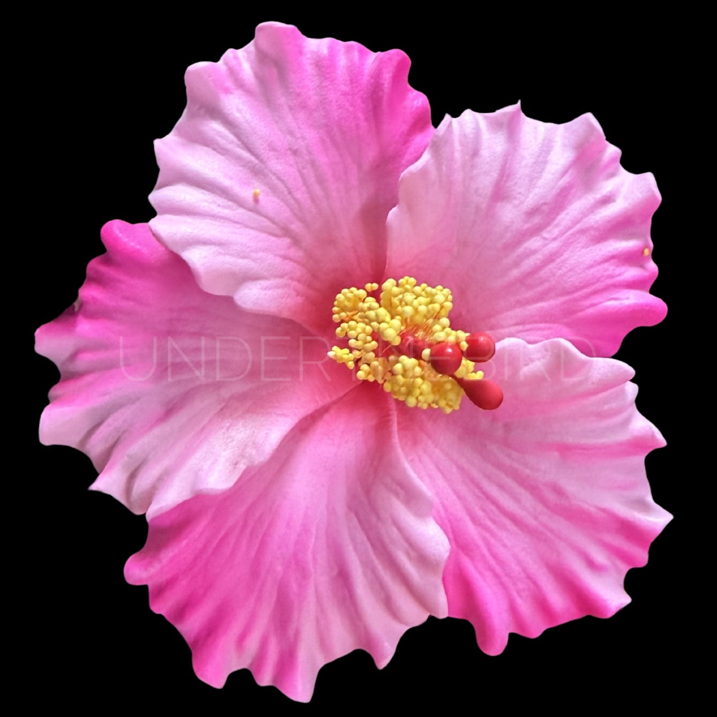 Sina Hibiscus Sei
