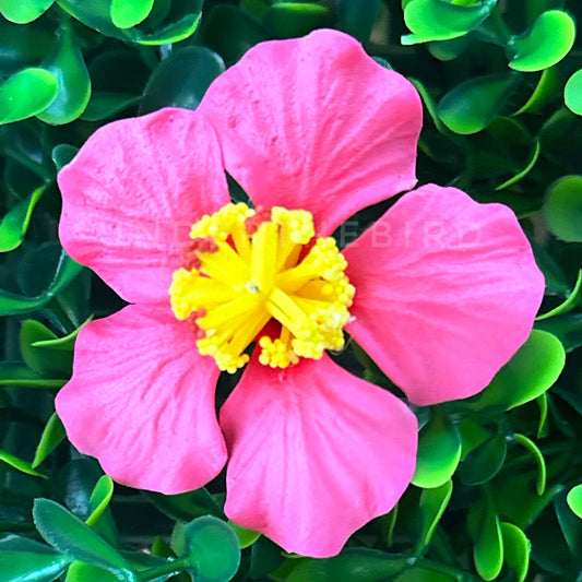 Mini Hibiscus Sei
