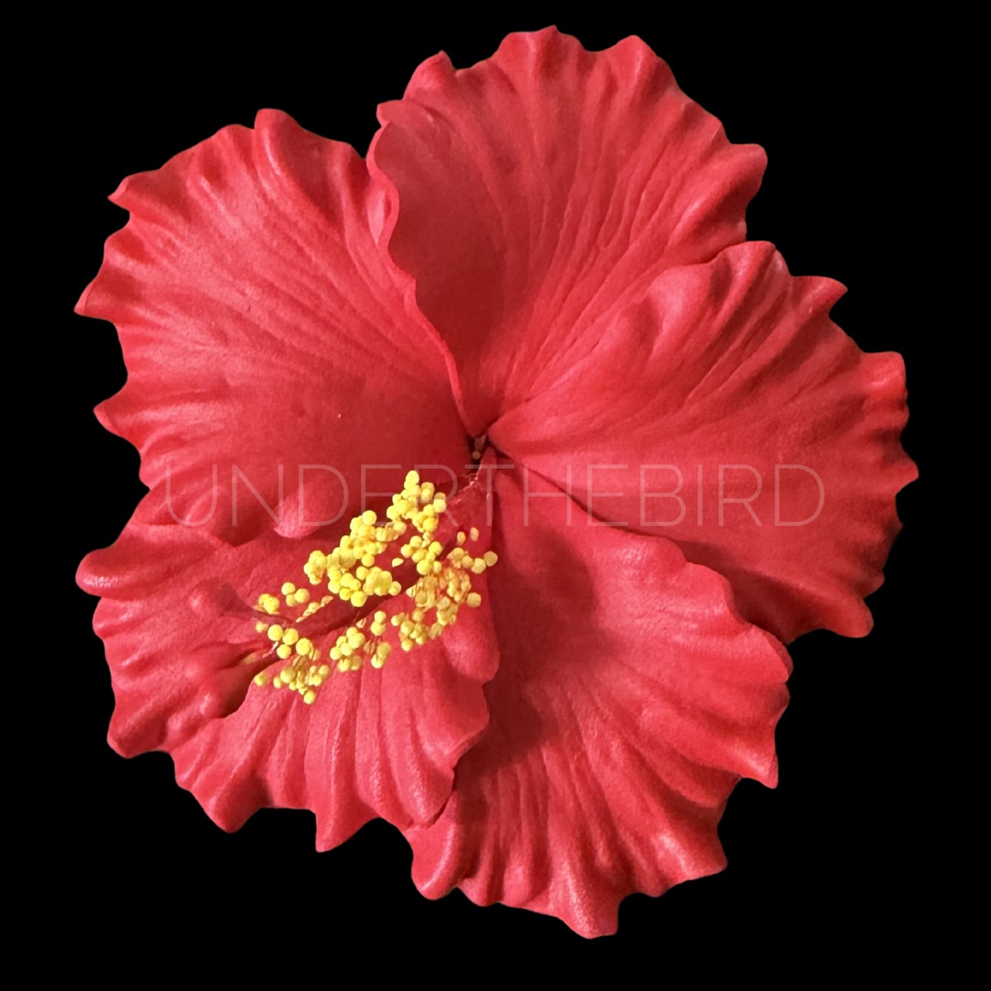 Sina Hibiscus Sei
