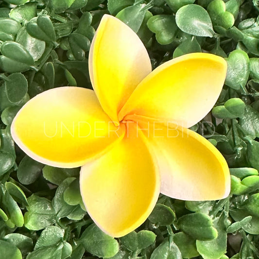 Mini Frangipani Flower Sei 5cm